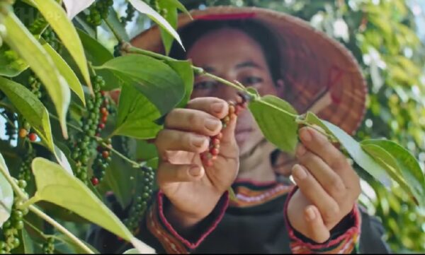 Pepper Cultivation