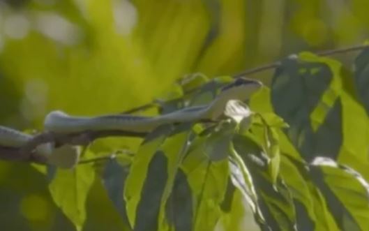 Graceful Glide: Unraveling the Secrets of the Sri Lankan Flying Snake – By Nadeeka – eLanka