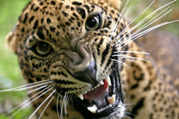 Graceful Elegance: Unveiling the Enigmatic World of the Sri Lankan Leopard – By Nadeeka – eLanka