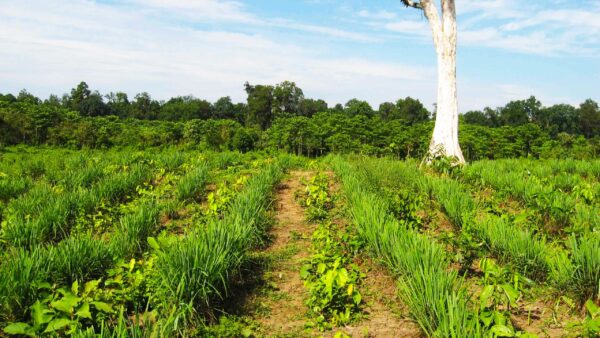 The Story Behind MosAway Siddhalepa’s All-Natural Mosquito Repellent Spray - By Melanie Senanayake