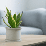 indoor oxygen plants - eLanka
