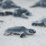 sea turtles - eLanka