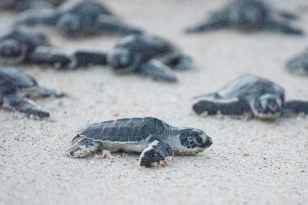 sea turtles - eLanka