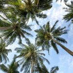 coconut - eLanka