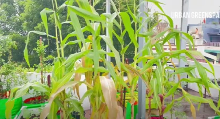 Corn (Bada Irigu) Cultivation in Sri Lanka-By Kalani –eLanka