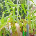 Corn (Bada Irigu) Cultivation in Sri Lanka-eLanka