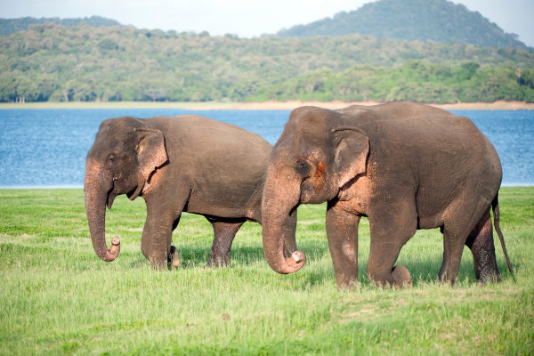 Elephant Safari-Minneriya National Park-Sri Lanka – By  Dr Harold Gunatillake