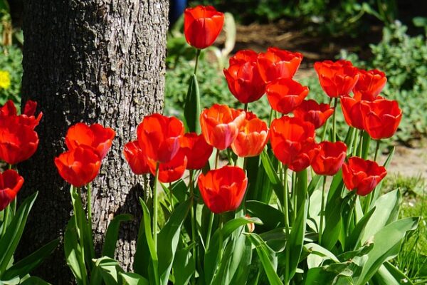 Embrace Nature's Splendour The Toowoomba Flower Festival