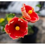 Hibiscus-eLanka