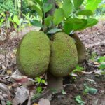 Jack Fruit - eLanka