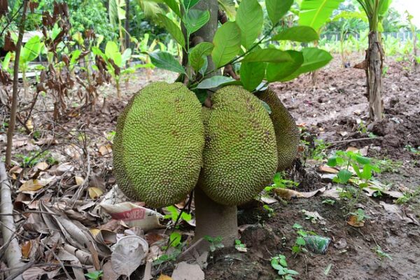 Jack Fruit - eLanka