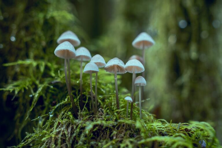 “Exploring the Fascinating World of Mushrooms: Nature’s Hidden Treasures”-by Kalani-eLanka