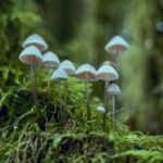 Mushroom-eLanka 01