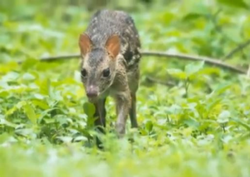 Rediscovering the Meminna: Sri Lanka’s Enigmatic Mouse Deer (මී මින්නා) – By Nadeeka – eLanka