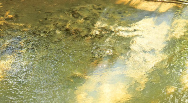 නළියන දිය බුබුලක් වටකර තැනූ පනාමුරේ ඇත්ගාල - By ආචාර්ය ගාමිණී කාරියවසම්.