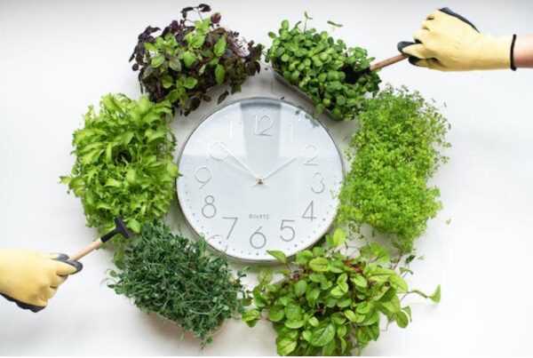 Clock-eLanka