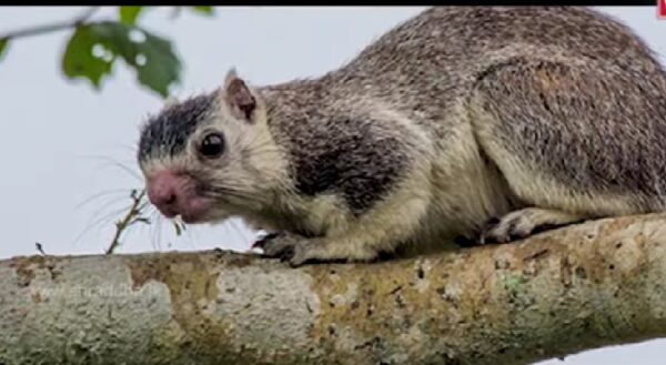 Horton Plains National Park-eLanka 03