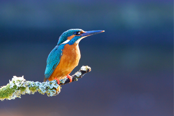 Kingfisher - eLanka