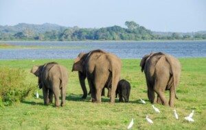 Elephants in search of food…by Nisal Baduge