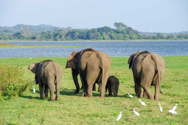 Elephants in search of food…by Nisal Baduge