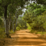 Wilpattu