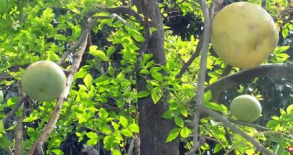 belly fruit 02