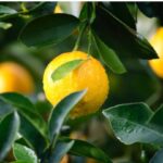 passion fruite-eLanka 03