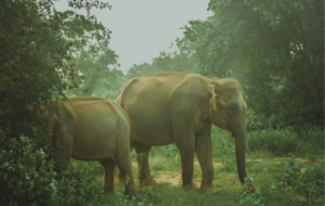Wild elephants pull down 16 telephone posts- By Romesh Madusanka