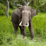 නළියන දිය බුබුලක් වටකර තැනූ පනාමුරේ ඇත්ගාල - By ආචාර්ය ගාමිණී කාරියවසම්. - eLanka