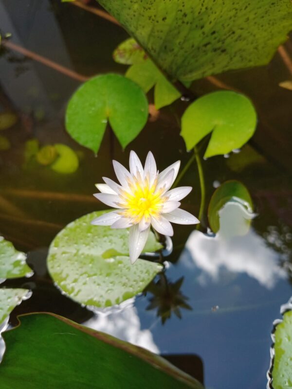 Beautiful Double Story house built on 8.5 perches land Colombo 5 - eLanka