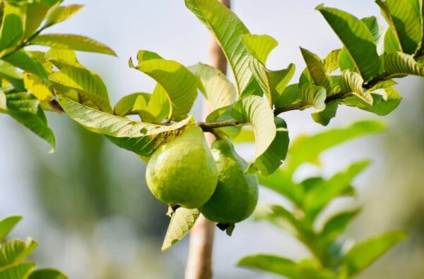 Fresh Guavas-eLanka 01