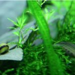 Researchers rediscover Lagenandra plant-eLanka