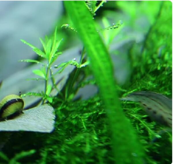 Researchers rediscover Lagenandra plant-eLanka