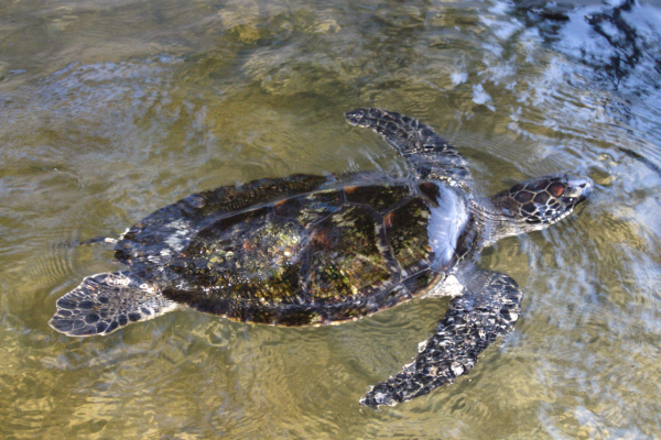Hikkaduwa Beach: A Tranquil Haven for Sea Turtles in Sri Lanka – by Bhanuka – eLanka