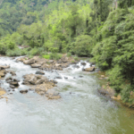 Sinharaja