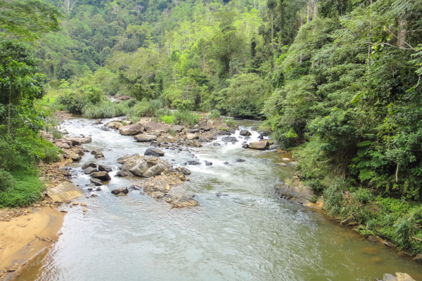 Sinharaja Forest Reserve: Sri Lanka’s Biodiversity Jewel – By Bhanuka – eLanka