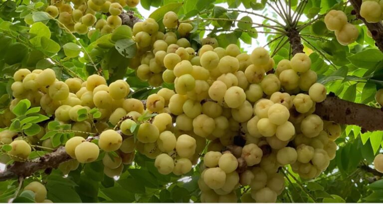 Exploring the Wonders of Star Gooseberry: A Nutrient-Packed Superfood-by Kalani-eLanka