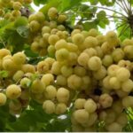 Star gooseberry 01