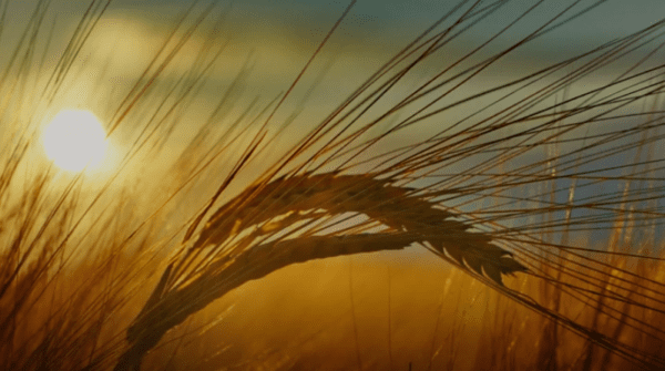 Try To Remember - By Lalith Paranavitana 