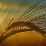 Try To Remember - By Lalith Paranavitana 