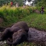 Two jumbos drown in causeway-eLanka