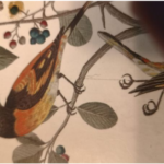 WATER COLOUR BY DE BEVERE FROM THE LOTEN COLLECTION AT THE NATURAL HISTORY MUSEUM LONDON