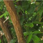 cinnamon tree-eLanka