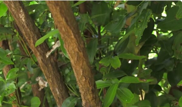 cinnamon tree-eLanka
