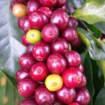 Coffee-eLanka 02