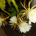 Kadupul Flower - eLanka