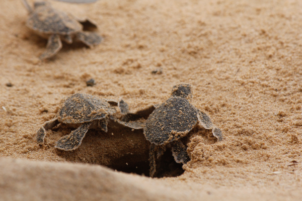Sea Turtle