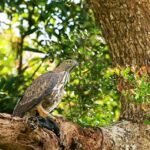 Wilpattu National Park-eLanka