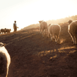 the lord is my shepherd i shall not want - eLanka