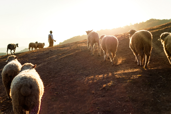 the lord is my shepherd i shall not want - eLanka